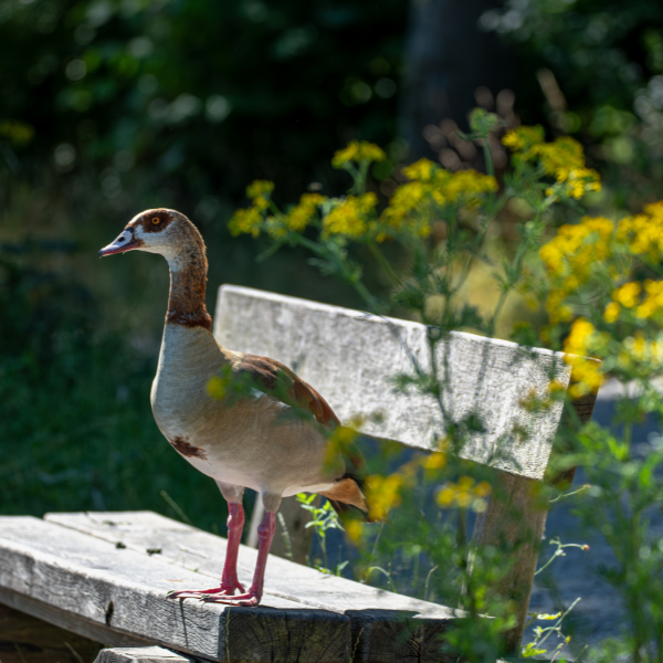 NatureBuddies: Wilde Stadt-Safari (10.12.2026)
