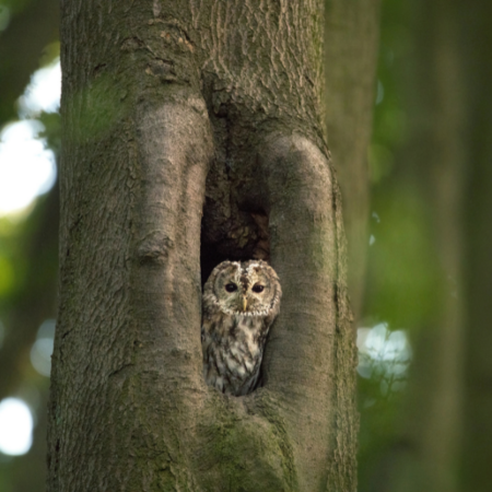 Online: Geheimes Leben im Wald (02.06.2026)