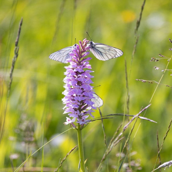Streifzug durch die Feuchtwiese (16.06.2026)