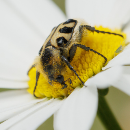 „Kleine Insektenrunde“ durch den Insektenschutz-Schaugarten (20.05.2026)