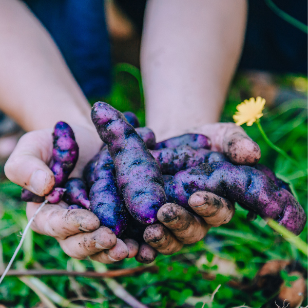 Globale Gartenpädagogik (4) - Vom Samen zum Samen (13.05.2026)