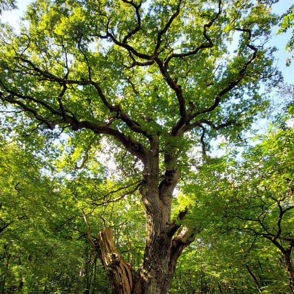 Bäume verstehen (09.06.2026)