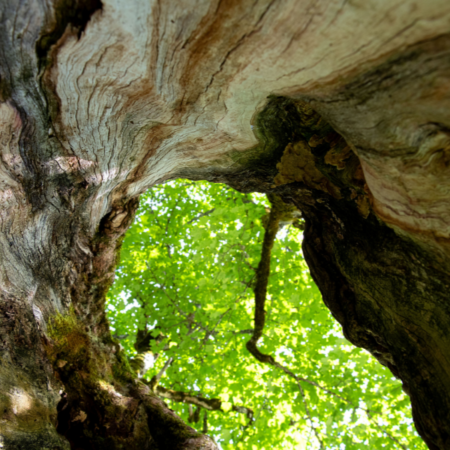 Streifzug durch den Laubwald (20.04.2026)