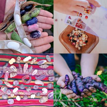 Webinarreihe Globale Gartenpädagogik (Teil 1-4) (22.04.; 29.04.; 06.05. & 13.05.2026)