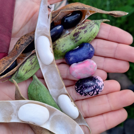 Globale Gartenpädagogik (1) -  Die Welt der Samen (22.04.2026)