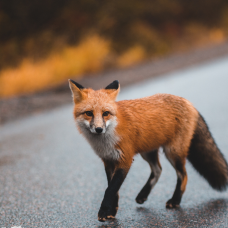 Mrs Wildnis live - Naturwissen für alle- Eichhörnchen und andere Tiere in der Stadt (04.05.2026)