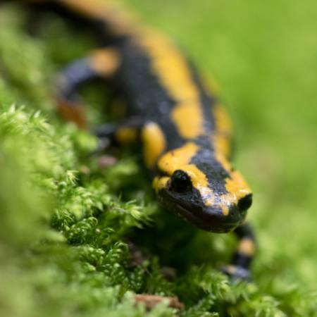 Online: Wunderwelt heimische Amphibien (05.05.2026)