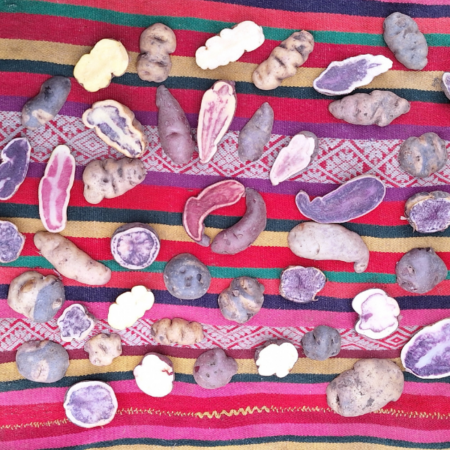 Online: Globale Gartenpädagogik (3) -  Hüter*innen der Vielfalt (06.05.2026)