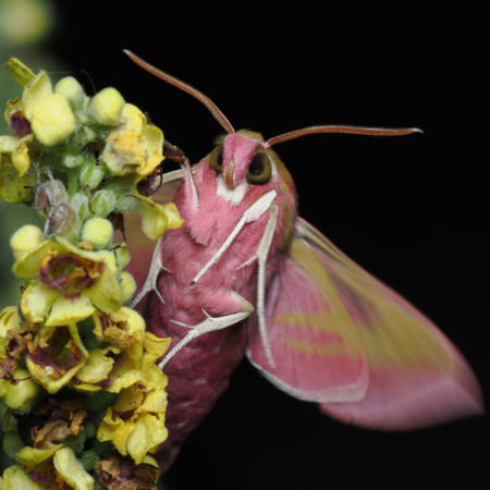 NatureBuddies April- Nachtfalter – Meister der Nacht (02.04.2026)