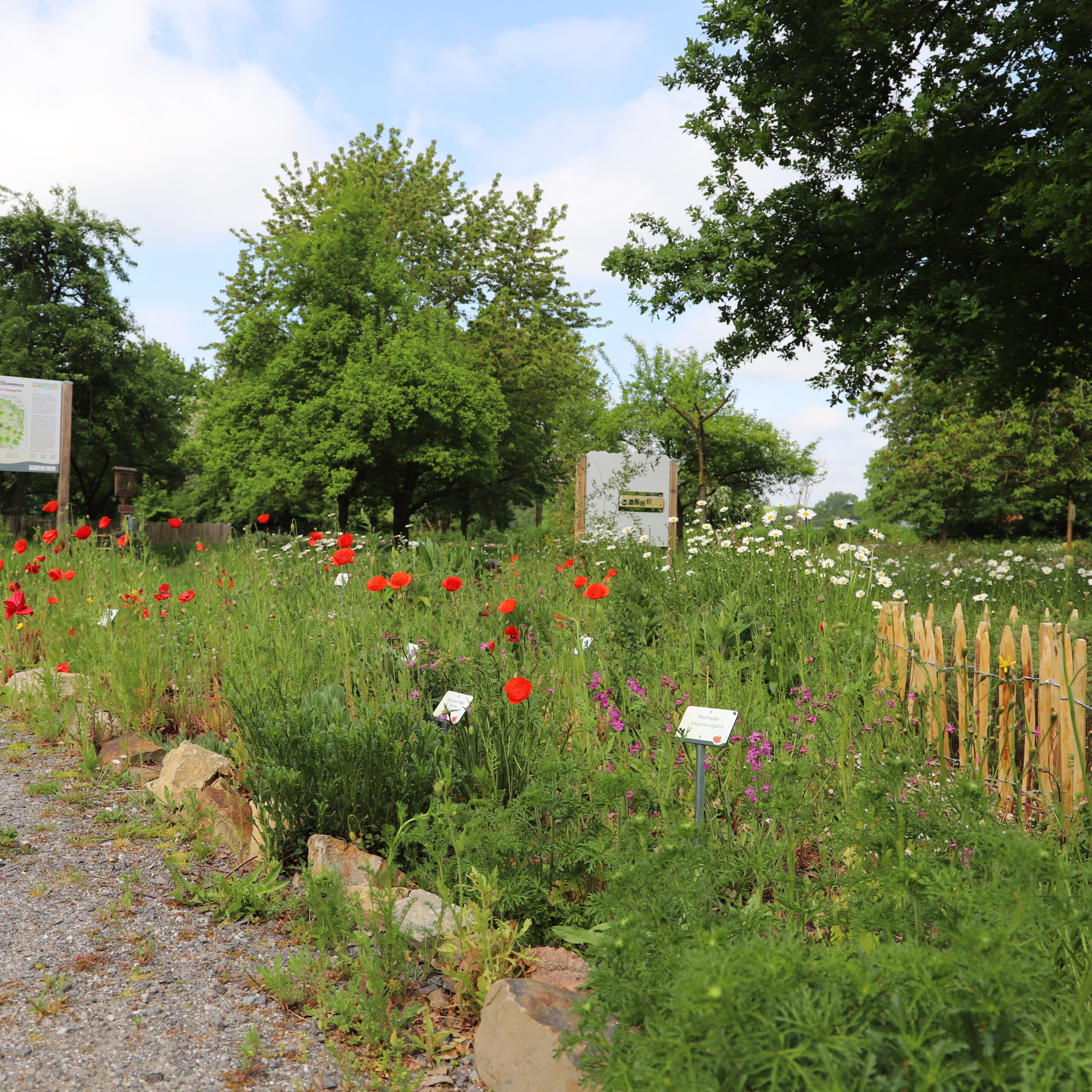 Mrs Wildnis live – Naturwissen für alle- Arten im Garten: Jetzt den Garten wildgestalten und spannende Arten kennenlernen (06.07.2026)