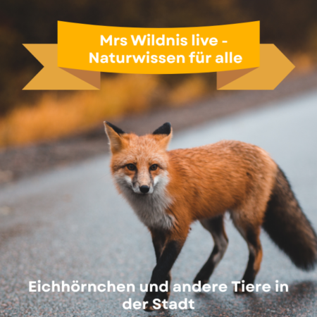Online: Mrs Wildnis live - Naturwissen für alle- Eichhörnchen und andere Tiere in der Stadt (19.01.2026)