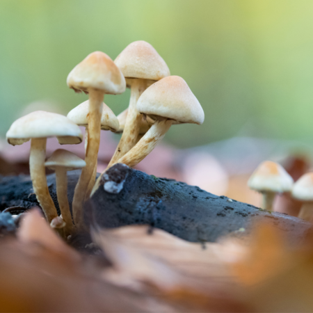 Der Wert von totem Holz: Schwerpunkt Garten (10.02.2026)