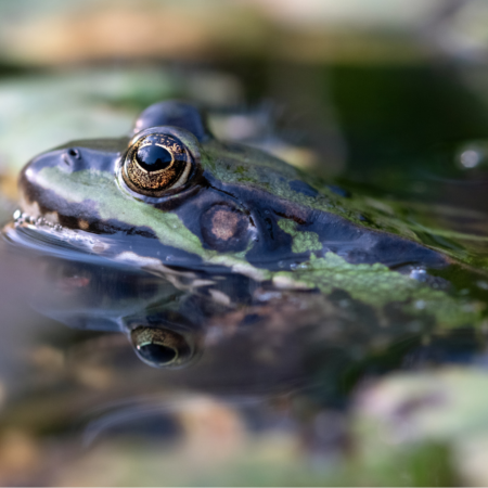 Naturpädagogik: Heimische Amphibien erkennen und kennenlernen (24.02.2026)
