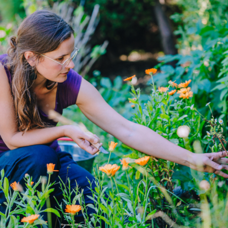 Blick über den Gartenzaun - Webinarreihe zu Globalem Lernen im Schulgarten (an fünf Dienstagen ab dem 24.02.2026)