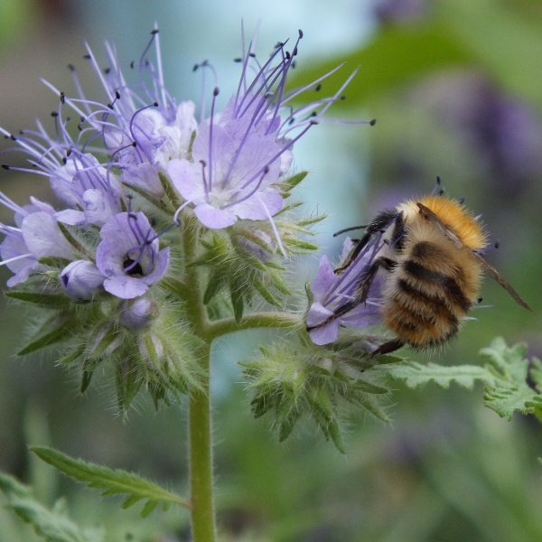 Mrs Wildnis live – Naturwissen für alle-Faszinierende Insektenwelt (13.04.2026)