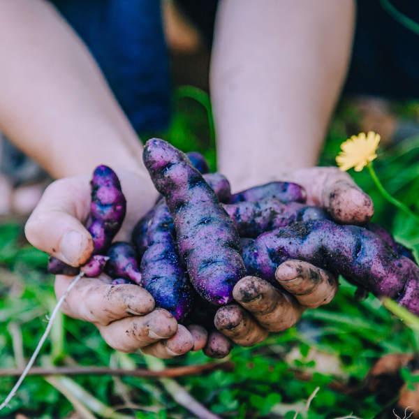 Globale Gartenpädagogik- Hüter*innen der Vielfalt (23.09.2026)