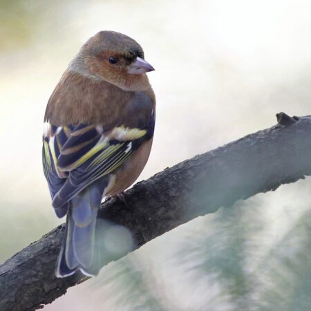 Vor- Ort: Vogelstimmen lernen (03.05.2026)