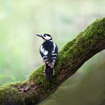 Online: Wunderwelt Totholz (30.06.2026)