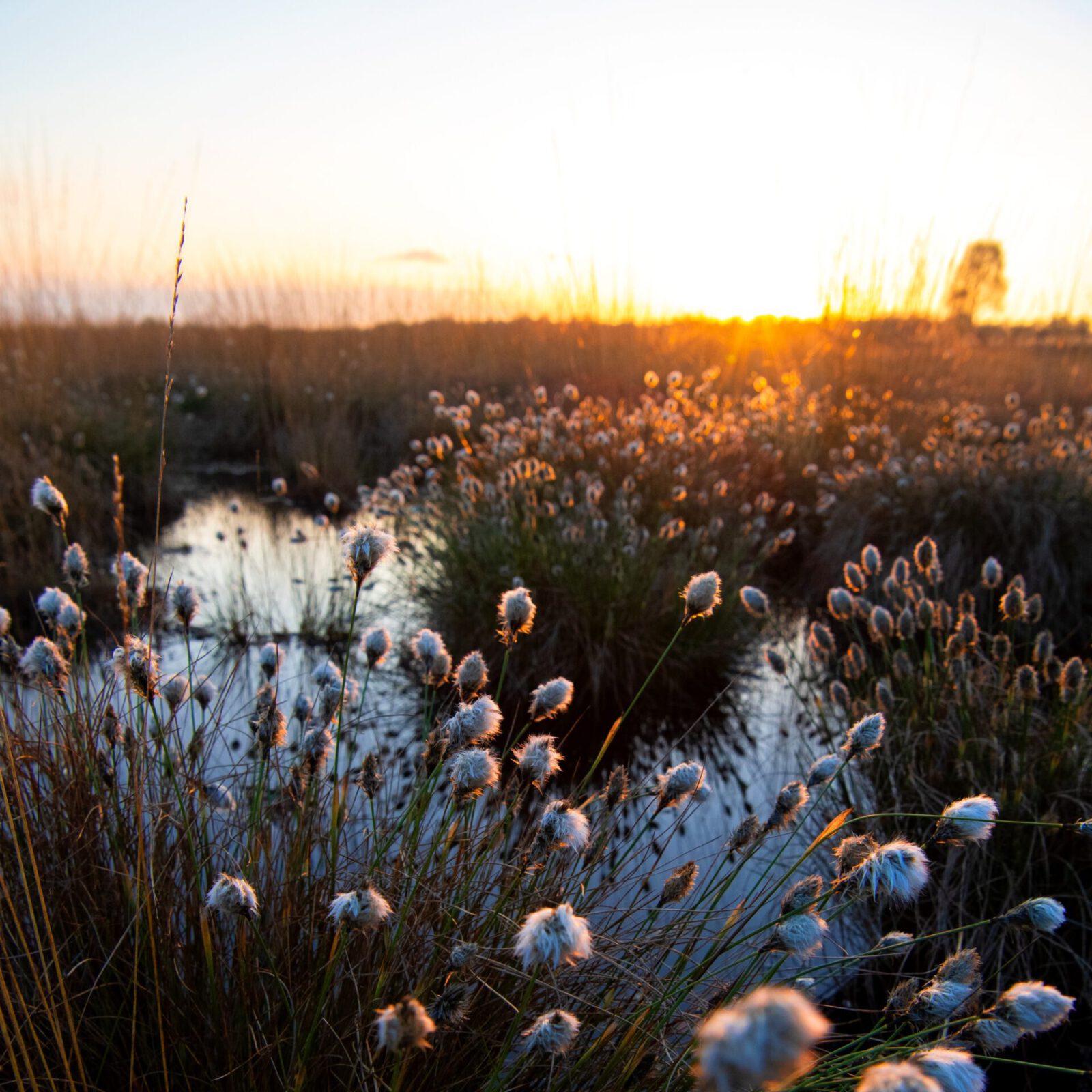 Wunderwelt Moor (18.08.2026)