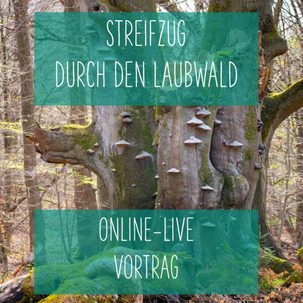 Online: Streifzug durch den Laubwald (17.06.2025)