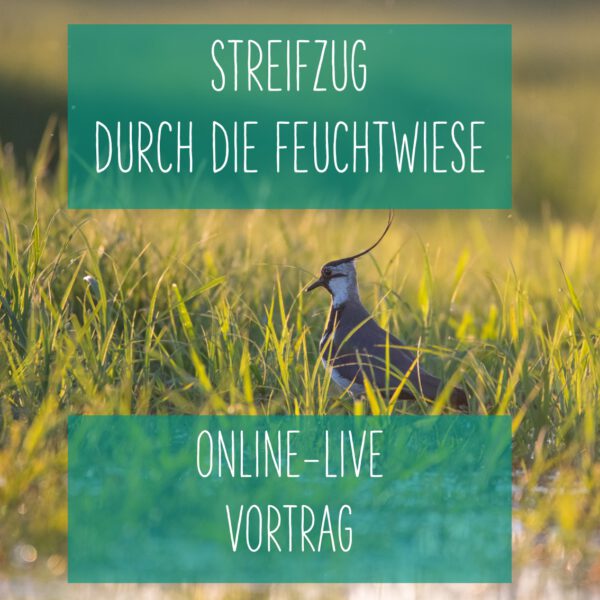 Online: Streifzug durch die Feuchtwiese (10.06.2025)