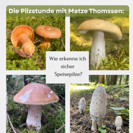 Online: Die Pilzstunde- Wie erkenne ich sicher Speisepilze? (04.09.2025)