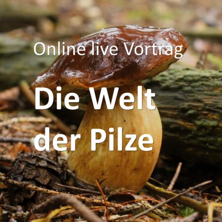 Online: Die Welt der Pilze (05.06.2025)
