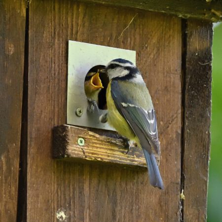 Vor Ort: Vogelstimmen lernen (27.04.2025)