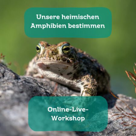 Online: Unsere heimischen Amphibien bestimmen -Workshop (11.02.2025)