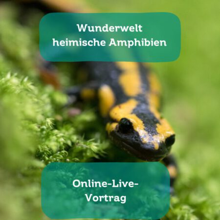 Online: Wunderwelt heimische Amphibien (28.01.2025)