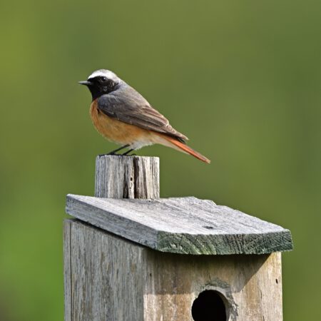 Vor Ort: Vogelstimmen lernen (15.05.2025)