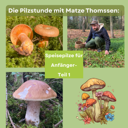 Online: Die Pilzstunde: Speisepilze für Anfänger – Teil 1 (06.11.2025)