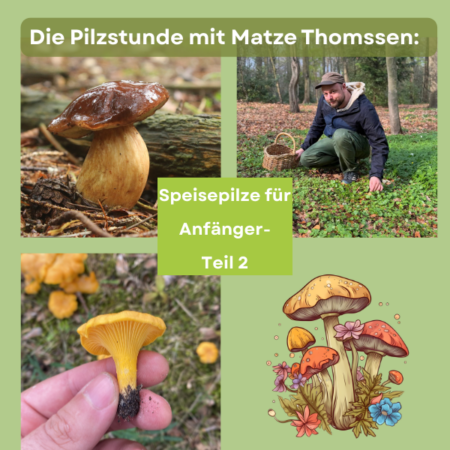 Online: Die Pilzstunde: Speisepilze für Anfänger – Teil 2 (23.10.2025)