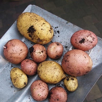 Kartoffeln