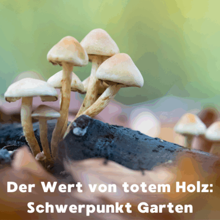 Online: Der Wert von totem Holz: Schwerpunkt Garten (10.02.2026)