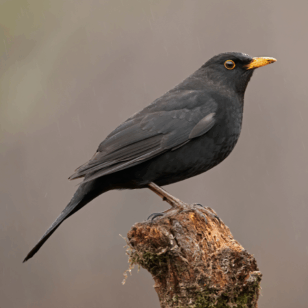 Vor-Ort: Vogelstimmen lernen (31.05.2026)