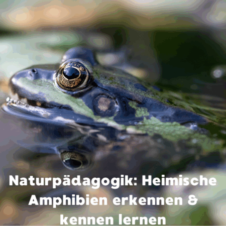 Online: Naturpädagogik: Heimische Amphibien erkennen und kennenlernen (24.02.2026)