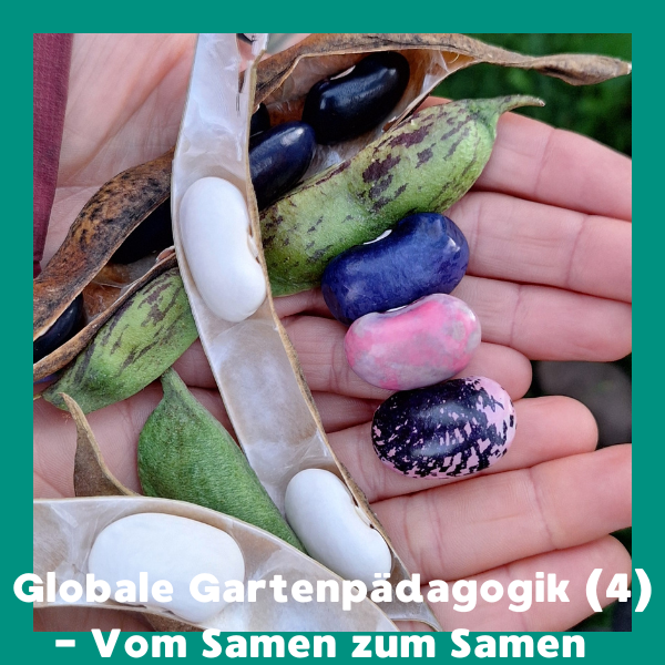 Online: Globale Gartenpädagogik (4) - Vom Samen zum Samen (11.03.2026)