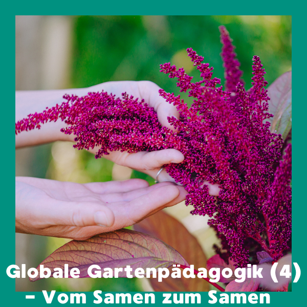 Online: Globale Gartenpädagogik (4) - Vom Samen zum Samen (11.03.2026) – Bild 3