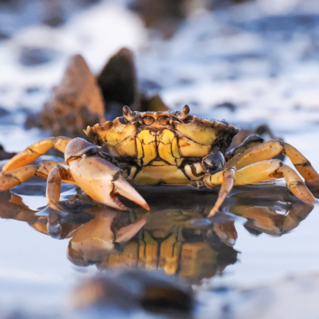 NatureBuddies: Wattknistern (11.06.2026)