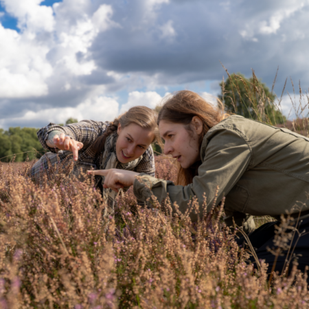 NatureBuddies Live– Heide erleben im Pestruper Gräberfeld (22.08.2026)