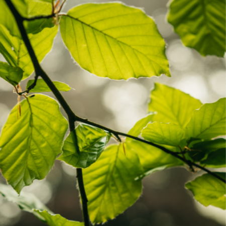 Laubbäume bestimmen im Sommer (23.06.2026)