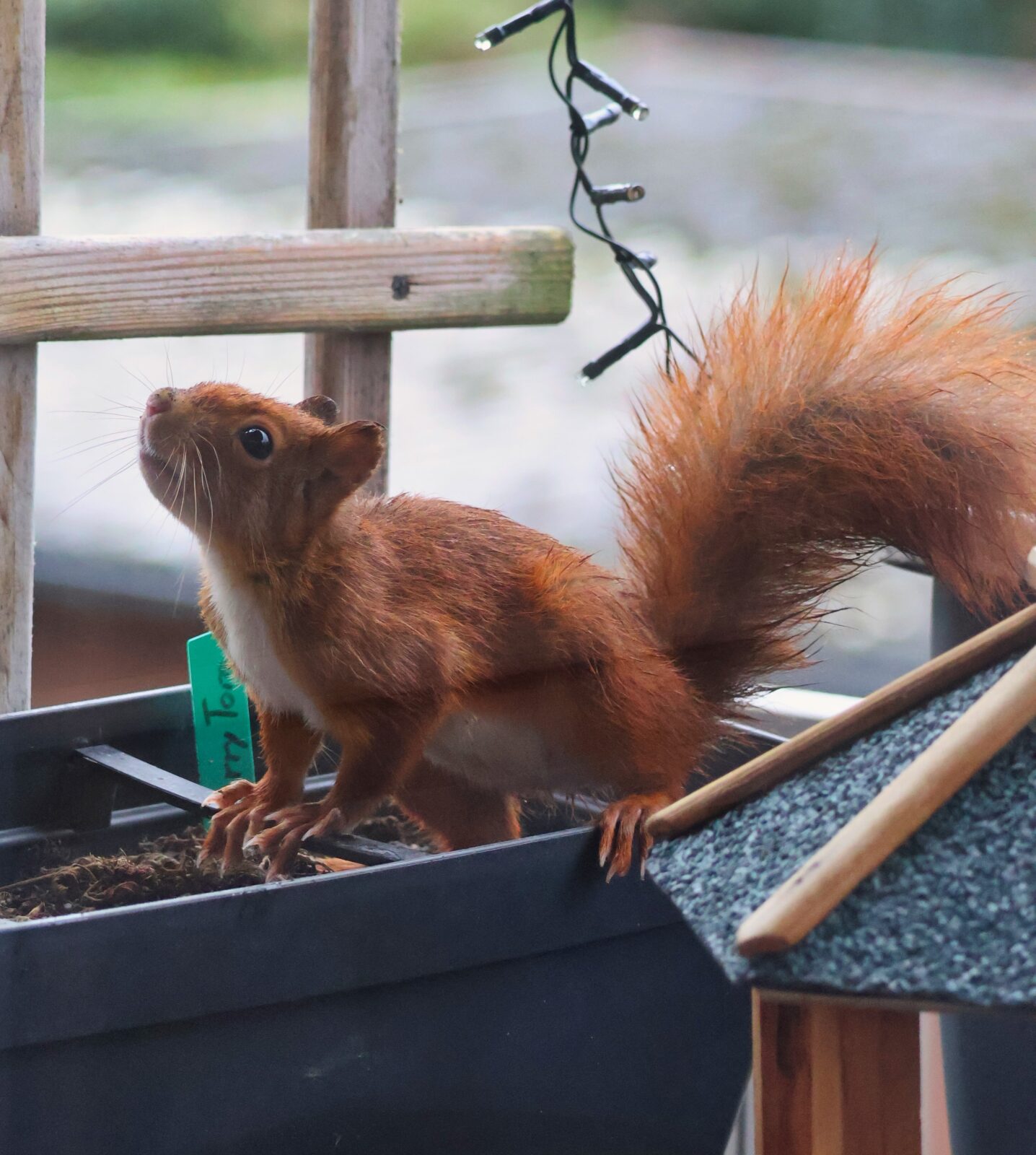 Mrs Wildnis live - Naturwissen für alle- Eichhörnchen und andere Tiere in der Stadt (14.09.2026)
