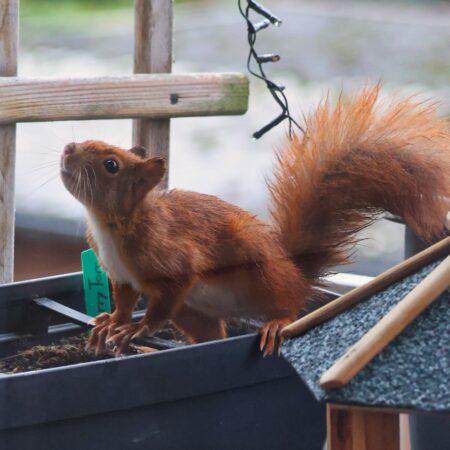 Mrs Wildnis live - Naturwissen für alle- Eichhörnchen und andere Tiere in der Stadt (04.05.2026)