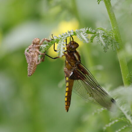 „Kleine Insektenrunde“ durch den Insektenschutz-Schaugarten (20.05.2026)
