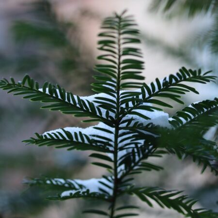Nadelbaum
