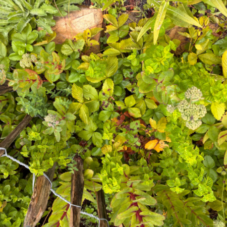 Reihe: Naturerlebnisse für alle Sinne gestalten (ab 16.09.2026)
