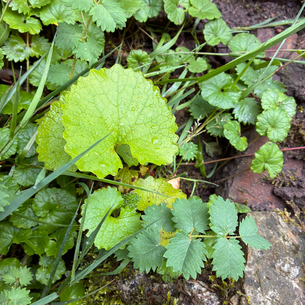 Wildpflanzen lebendig vermitteln (23.09.2026)