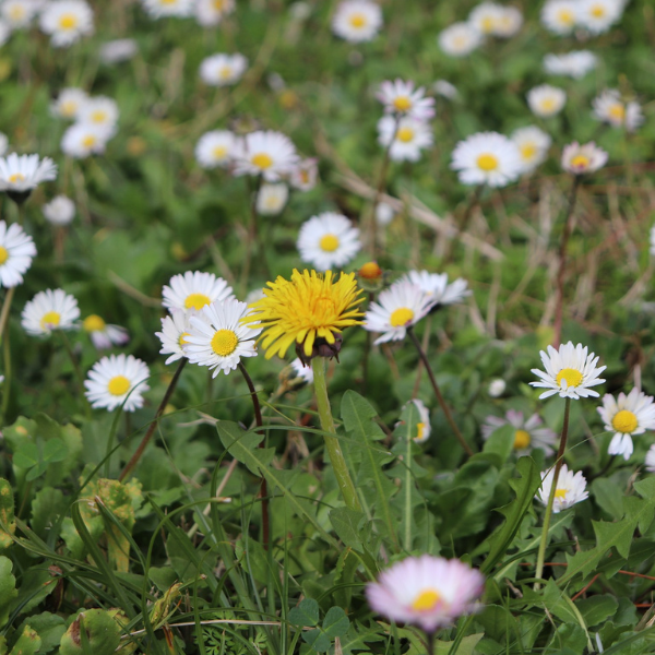 Wortwandern Schreibwerkstatt: Stimmen der Natur (05.05.2027)