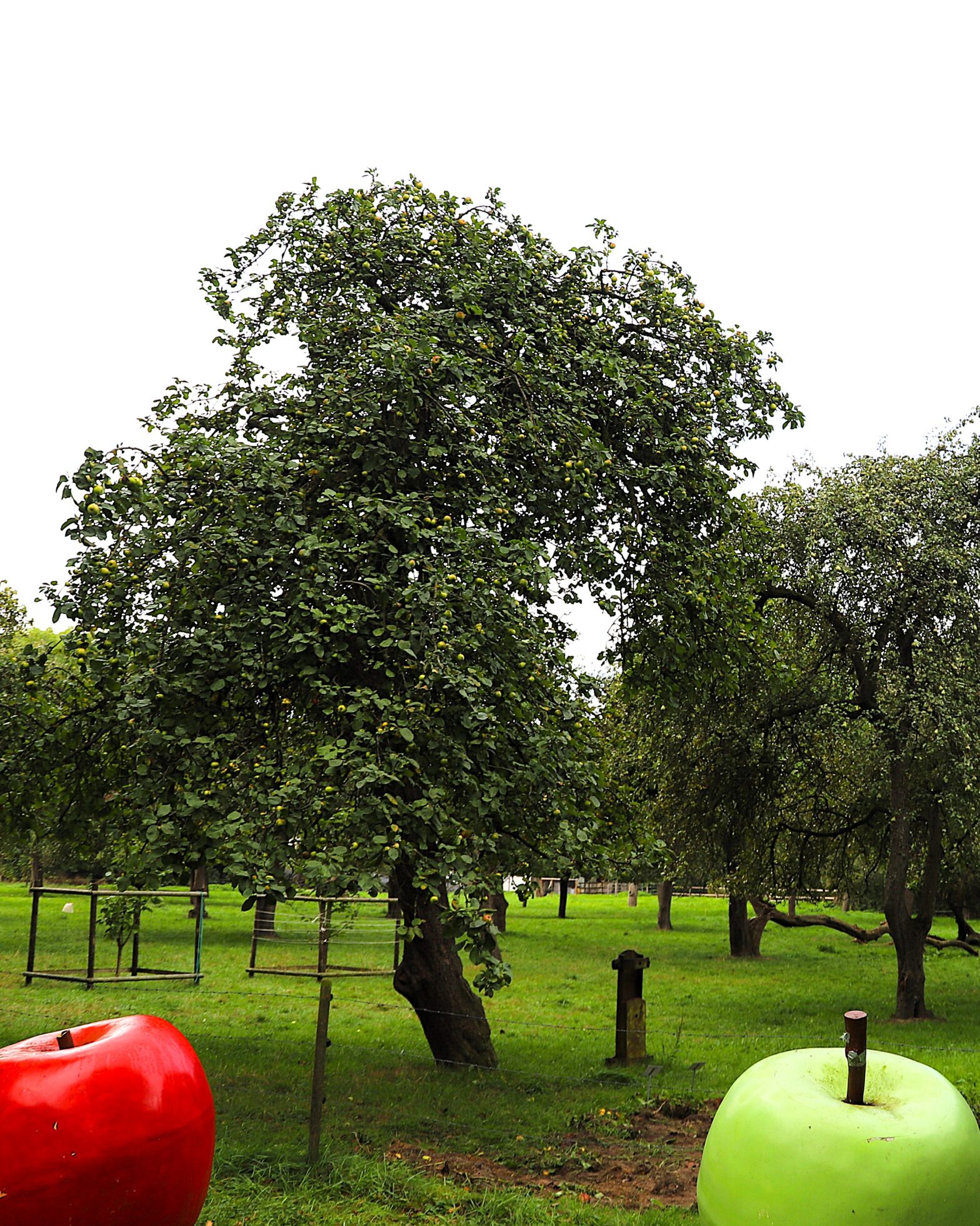 Vom Apfel zum Saft